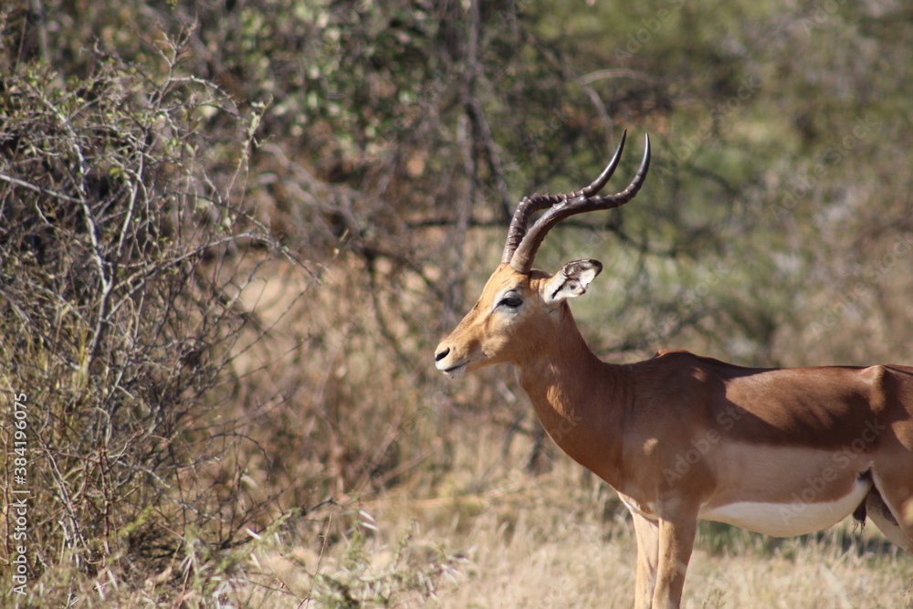 Photo Taken in Pilanesberg National Park. Photo Taken in Pilanesberg National Park.