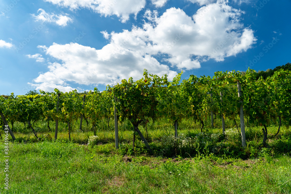 A view of a vineyard with blue sky and clouds.