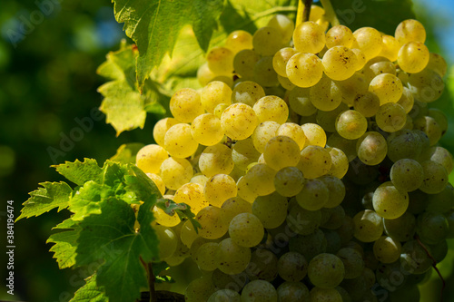 An image of bunches of fresh white grapes. Close up photo.