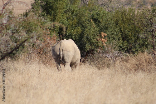 Photo Taken in Pilanesberg National Park.