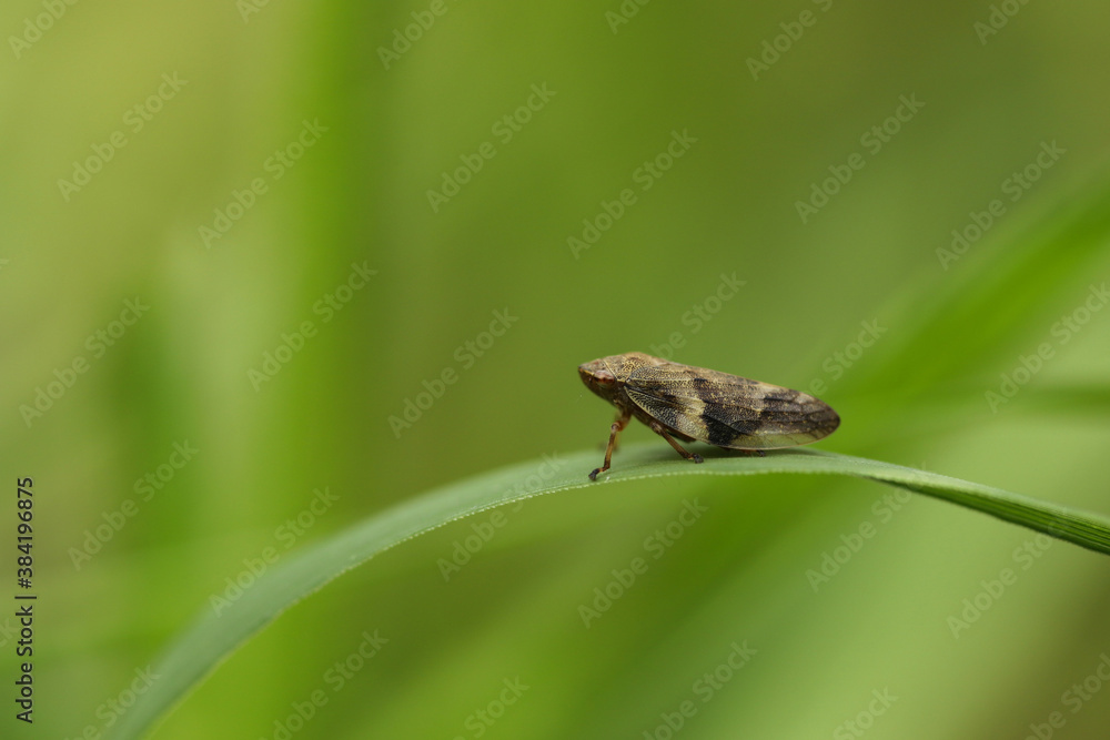 Adult insect pennitsa (Philaenus spumarius) close up on green grass Adult insect pennitsa (Philaenus spumarius) close up on green grass