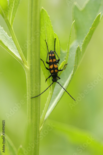 Leptura quadrifasciata beetle on green leaves in summer