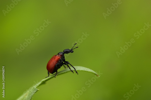 Red-winged beetle Hazelnut tube-worm (Apoderus coryli) on the grass against a green blurred background