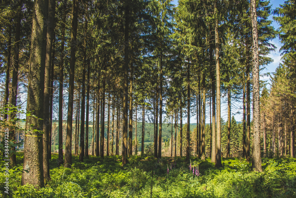 Beautiful green forest at Teutoburg Forest, North Rhine Westphalia, Germany Beautiful green forest at Teutoburg Forest, North Rhine Westphalia, Germany