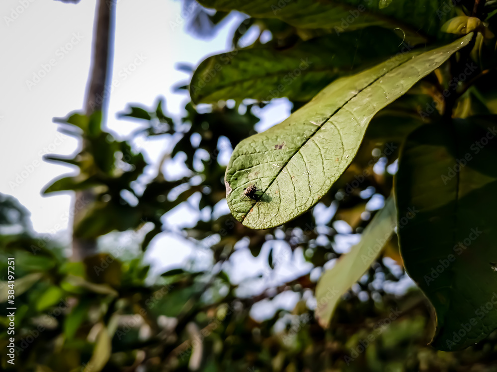 A small fly sit on a guava leaf in the daytime close-up shot. A small fly sit on a guava leaf in the daytime close-up shot.
