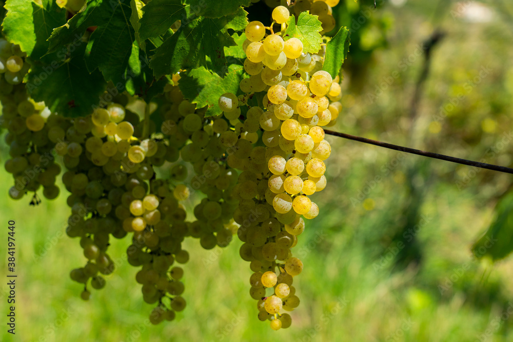 White grapes hanging from lush green vine. White grapes hanging from lush green vine.