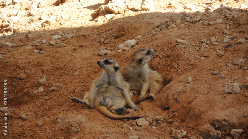 Fotografie meerkat on the ground