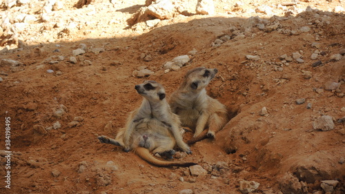Fotografie meerkat on the ground