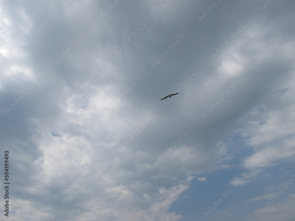 A bird flying in the sky with