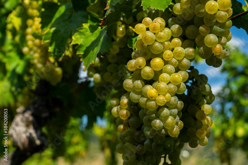 An image of bunches of fresh white grapes. Close up photo.