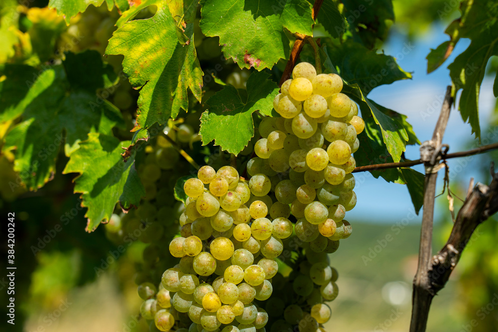custom made wallpaper toronto digitalAn image of bunches of fresh white grapes. Close up photo.