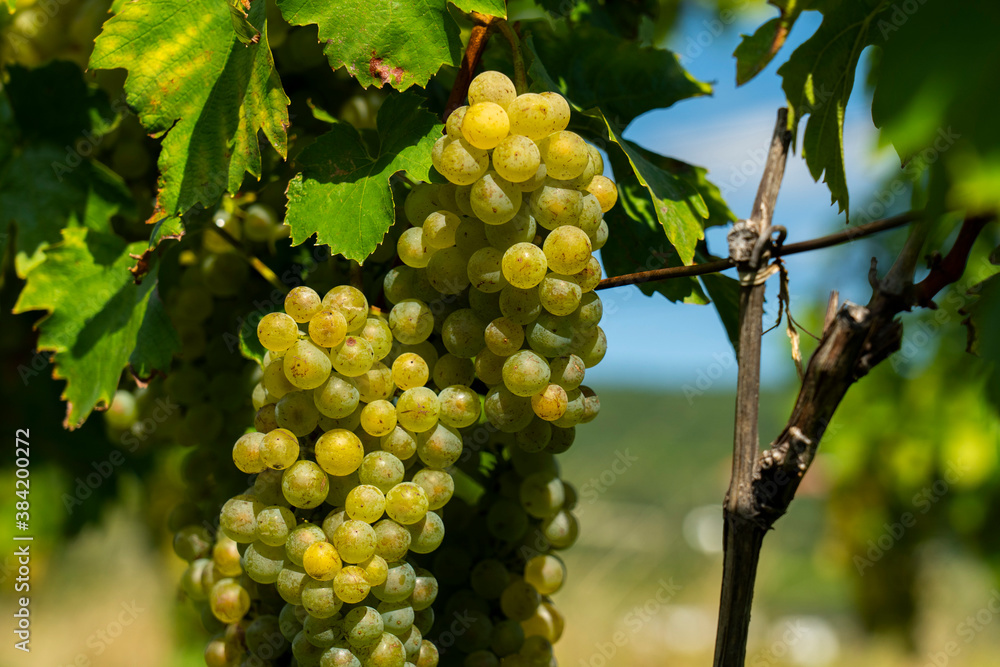 Fototapeta premium An image of bunches of fresh white grapes. Close up photo.