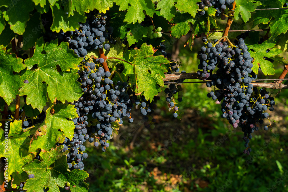 An image of bunches of fresh red grapes.