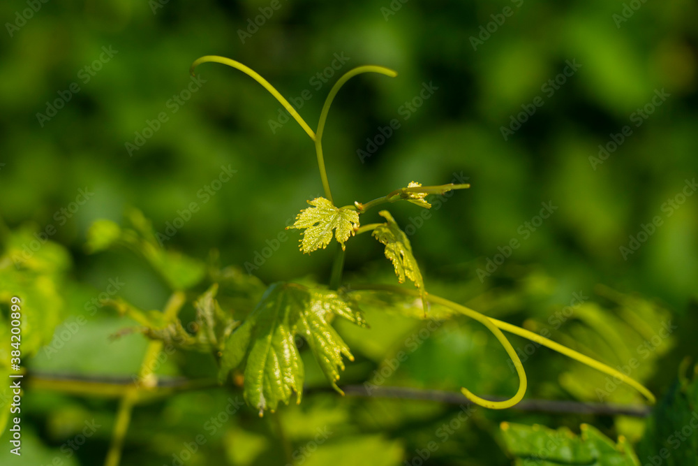 Branch of a vine with new green leaves. Branch of a vine with new green leaves.