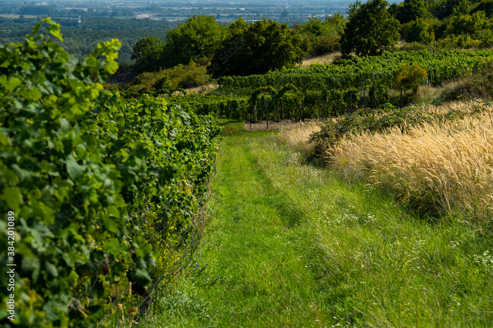 Vineyard on a hill with a meadow.