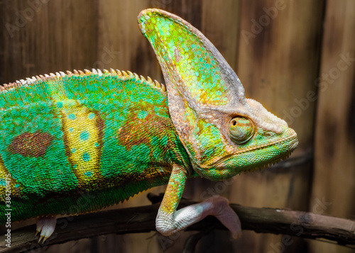 green chameleon on a branch