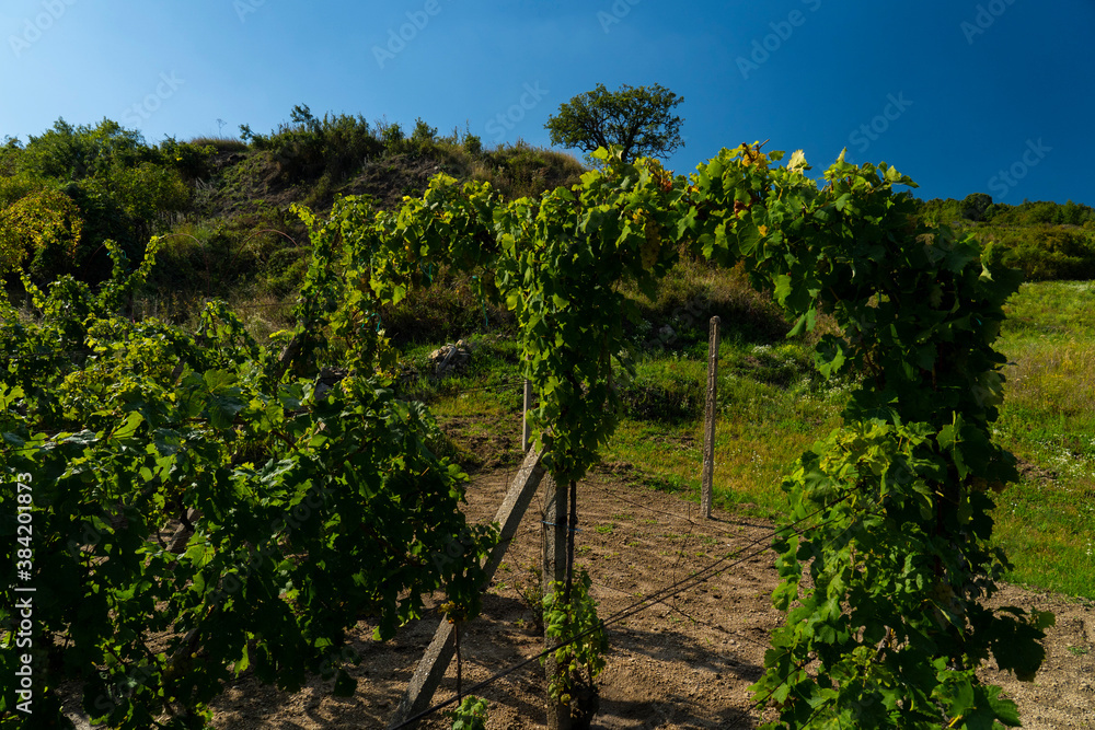 Decorative arches of a vine in a vineyard.