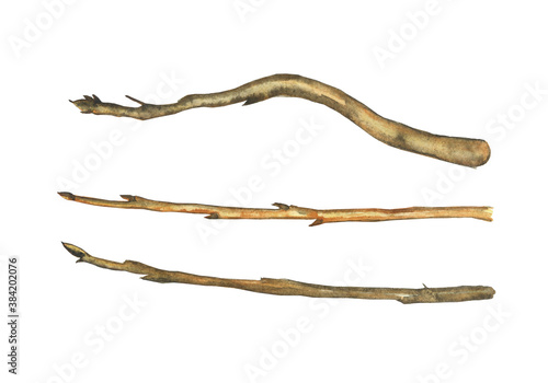 Set of brown dry twigs isolated on white background. Watercolor hand drawn illustration. Branch of tree without leaves perfect for print, card, element of design.