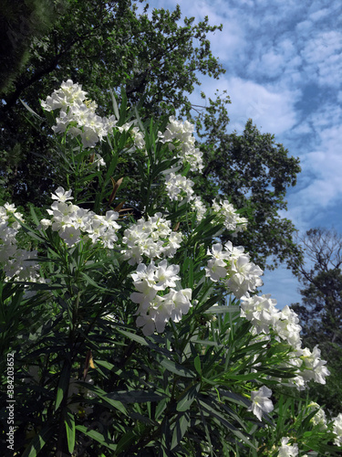 Blooming white oleander in the garden of the Yusupov Palace, Koreiz, Crimea