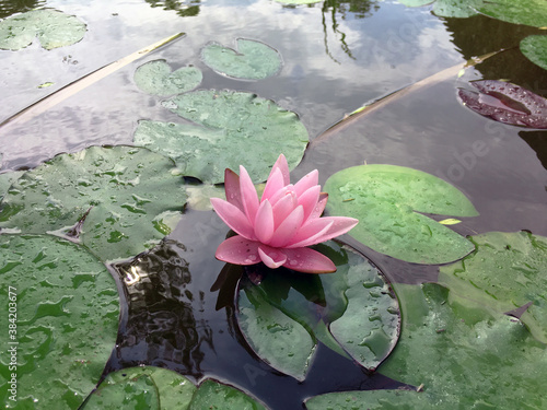 Nymphaea Rose Arey, pink water flower