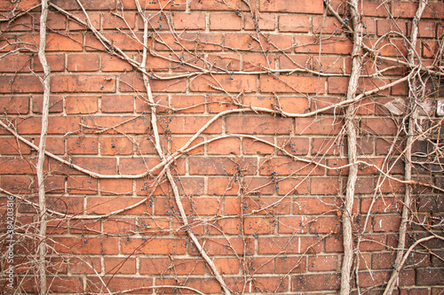 red brick wall, nature vs urban