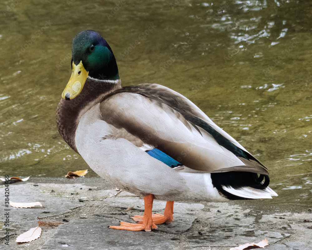 Fototapeta premium オスのマガモ