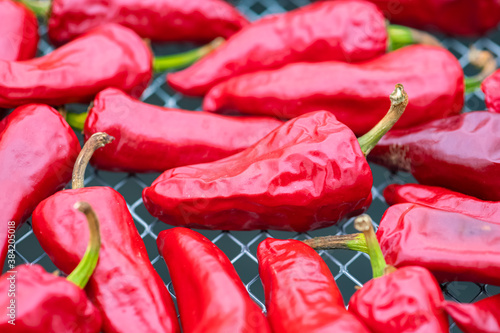 Fototapeta Naklejka Na Ścianę i Meble -  Espelette chillies dried in a greenhouse in the Basque country
