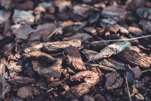 small fragments of tree bark lying on the ground. nature background
