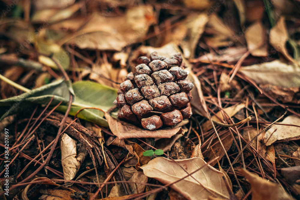 A small lump lying on the ground covered with golden leaves. autumn mood and golden autumn time. autumn cover of golden leaves. Autumn style and mood. vintage autumn photo. A small lump lying on the ground covered with golden leaves. autumn mood and golden autumn time. autumn cover of golden leaves. Autumn style and mood. vintage autumn photo.