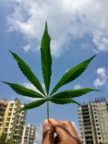 palm tree in hand