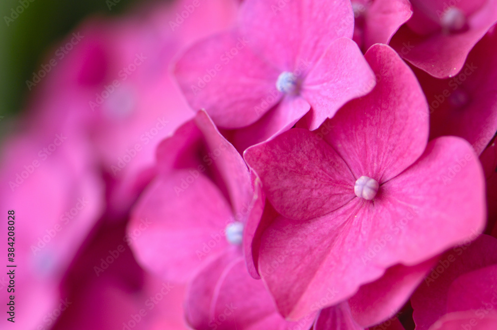 アジサイの花 アジサイの花