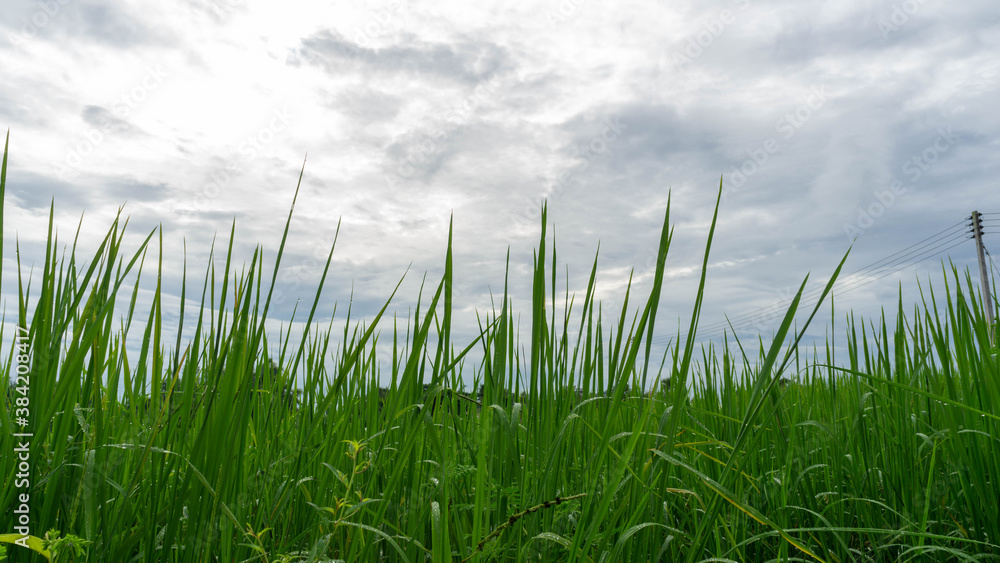 Fototapeta premium Photos of green rice and fields