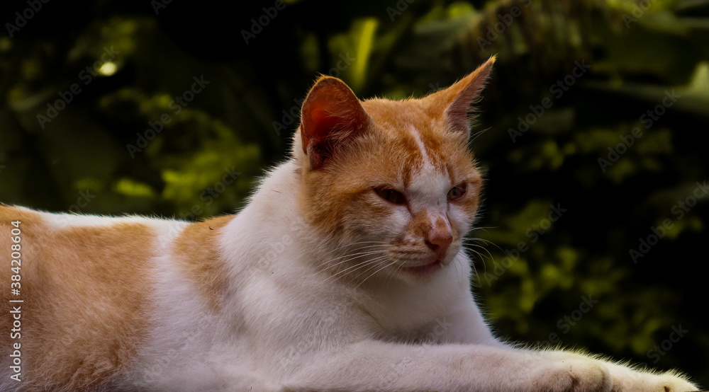 Fototapeta premium Picture of a cat taking in daylight.
