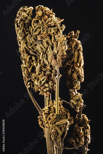 dried Medical marijuana bud. Cannabis flower strain. Indica, sativa, hybrid. Weed flower. Pictures for dispensary menu. Medical marijuana dried flower buds. Dark background. Vertical