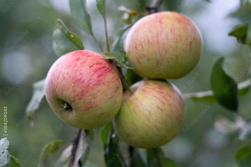 three ripe apples on a branch close-up, selective focus, tinted image, spet crop of apples. three ripe apples on a branch close-up, selective focus, tinted image, spet crop of apples.