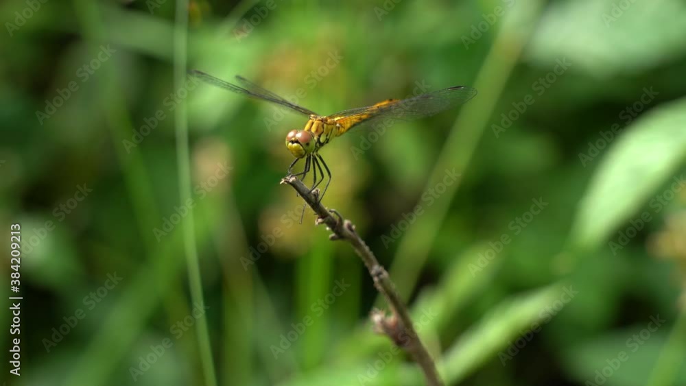 The yellow dragonfly flies off and flies to the branch. Dragonfly close-up. The yellow dragonfly flies off and flies to the branch. Dragonfly close-up.