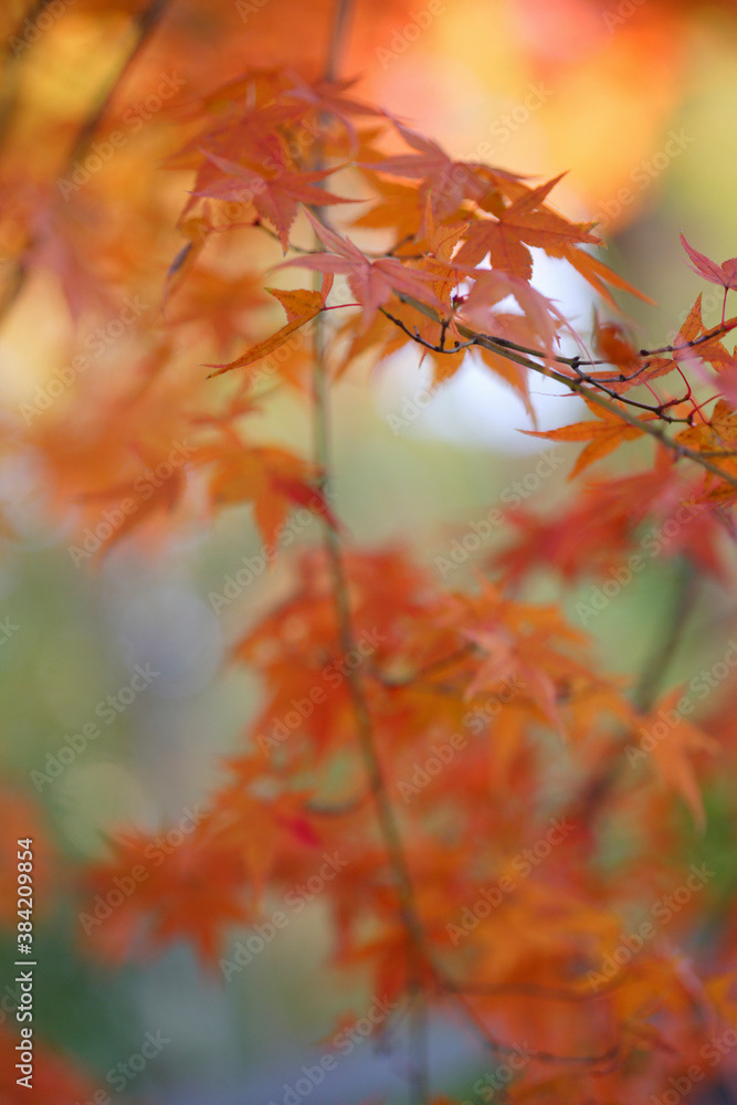 紅葉 紅葉