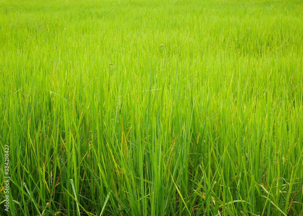 green grass in the wind, organic Indians rice farm