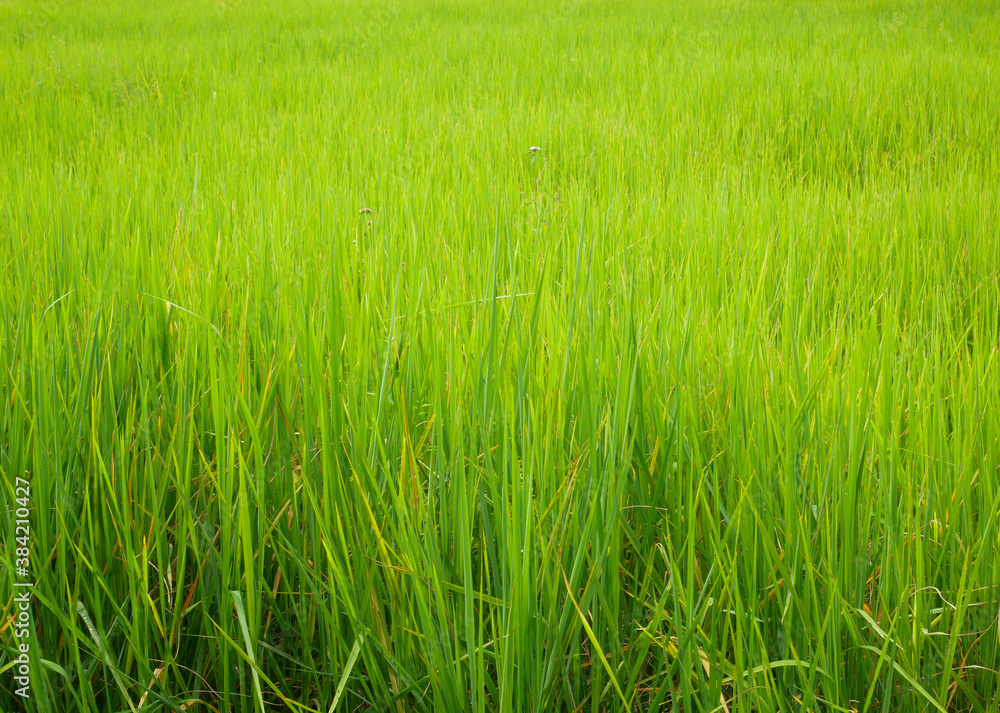 green grass in the wind, organic Indians rice farm green grass in the wind, organic Indians rice farm
