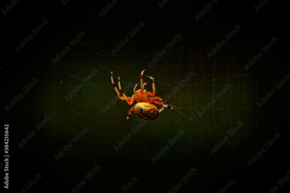 Fototapeta premium Spider on Web in Dark Woods