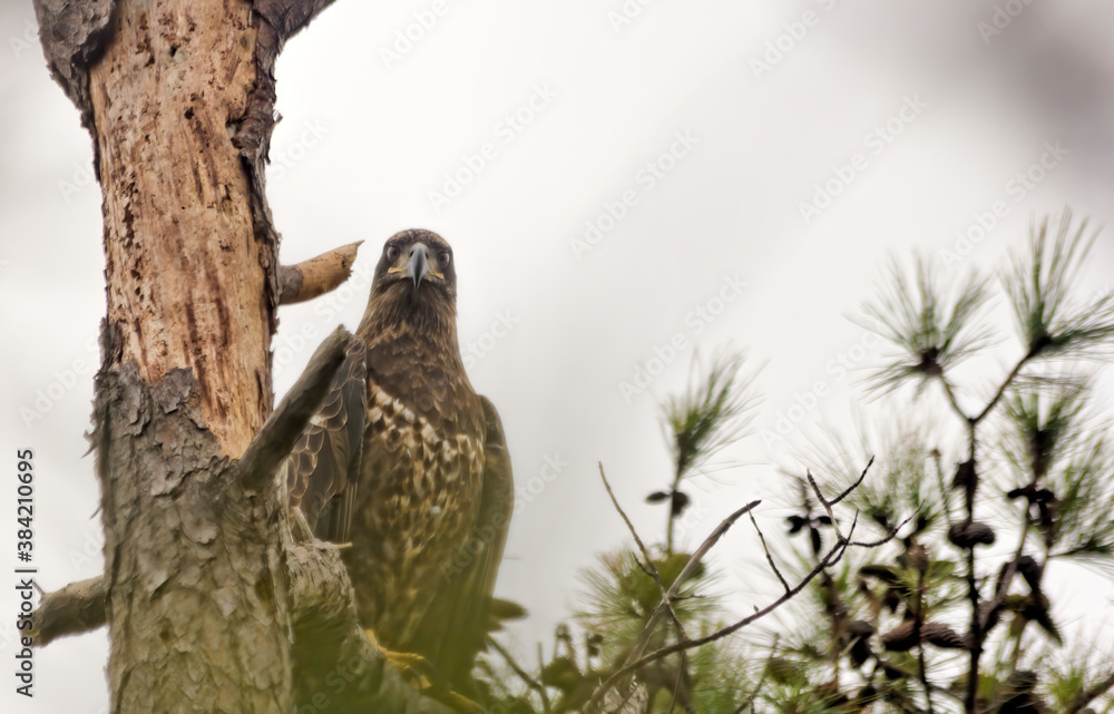 Juvenile Bald Eagle Looking At You Juvenile Bald Eagle Looking At You