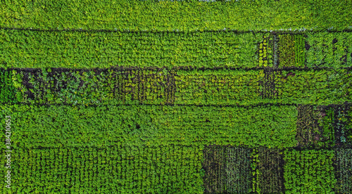 Aerial view of rows of green vegetables on farmland