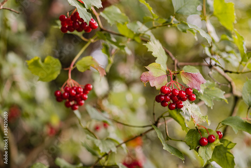 Red berries of viburnum, guelder rose with green leaves, viburnum branches fruitful in the fall, kalina