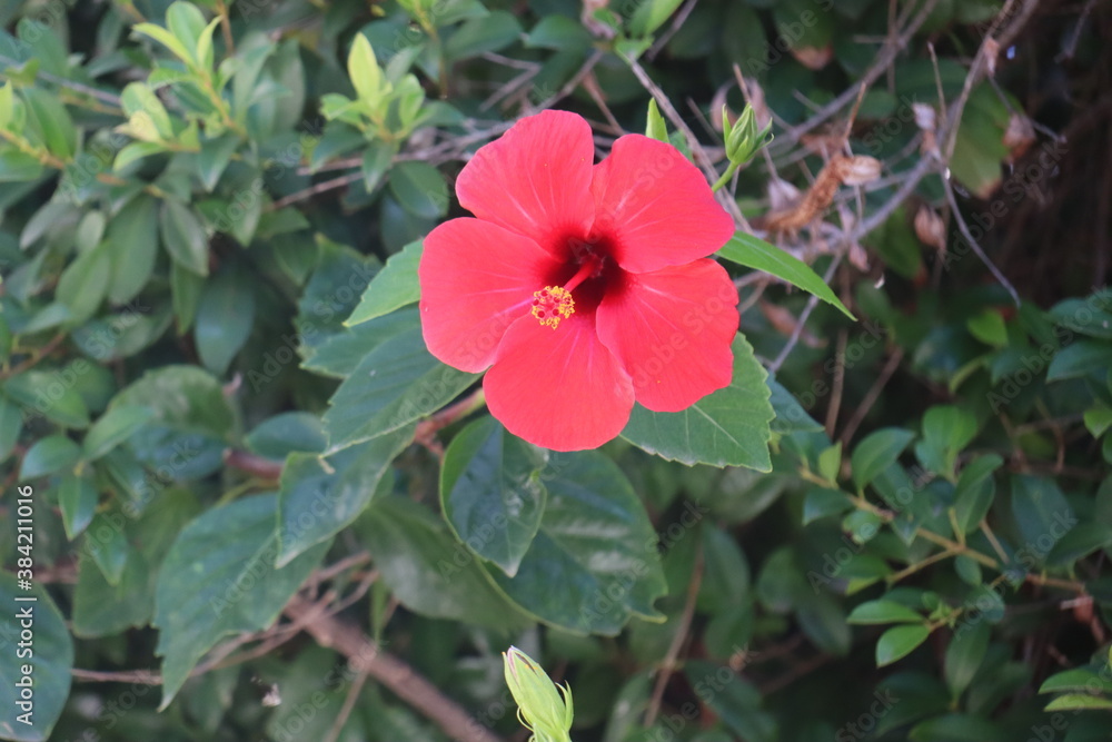 Ibisco rosa cinese Ibisco rosa cinese