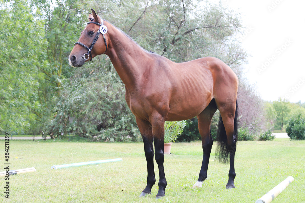 Thoroughbred warm blooded horse posing for camera against green natural background Thoroughbred warm blooded horse posing for camera against green natural background