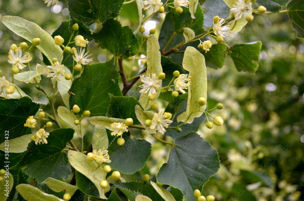 Fototapeta premium Flowers of blossoming linden tree in summer