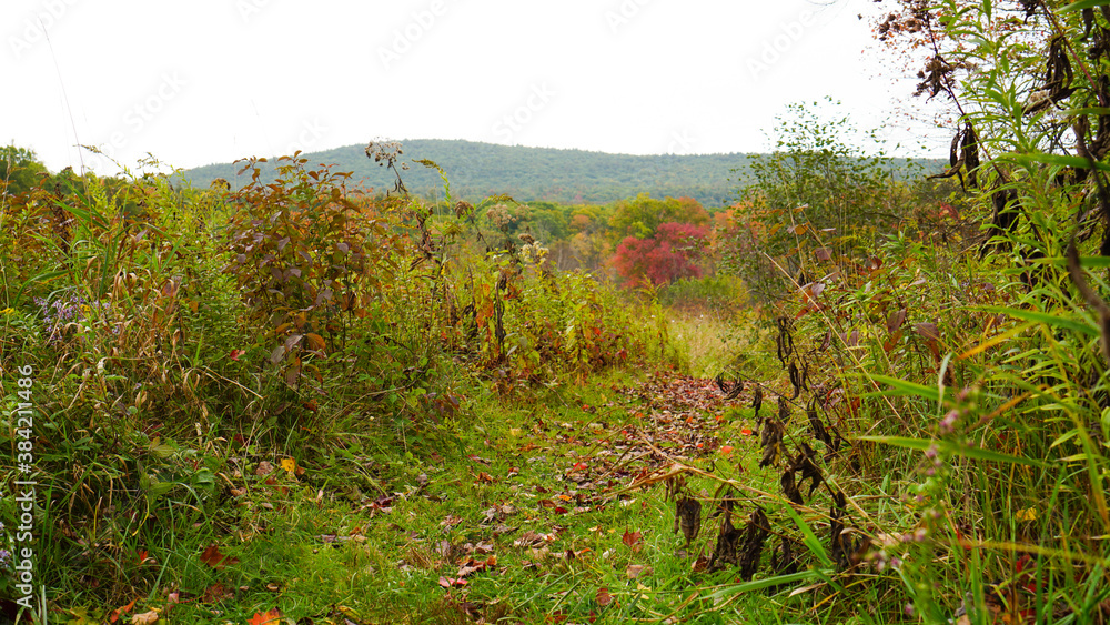 Autumn field with footpath