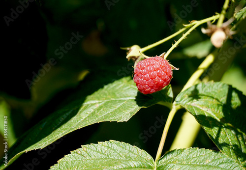 Raspberry among the foliage, selective soft focus