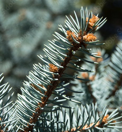 branch of blue spruce