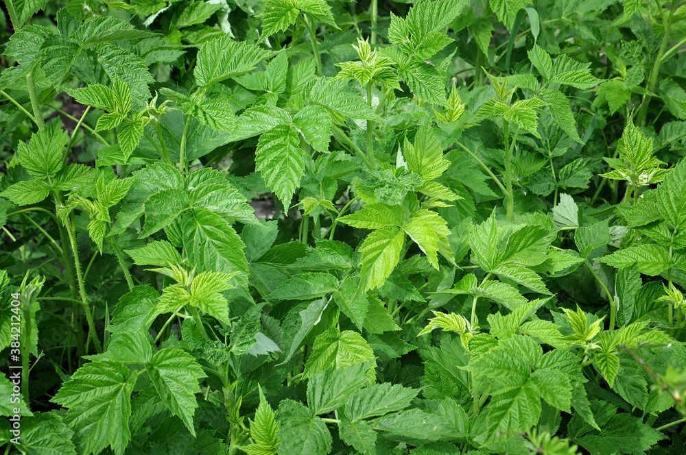 green raspberry bushes in the garden in spring green raspberry bushes in the garden in spring